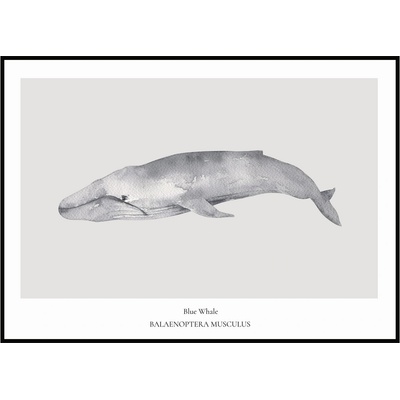 Jen tak z lásky Plakát Blue Whale Rozměr plakátu: 30 x 40 cm