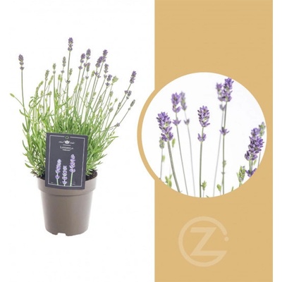 Levandule lekařská Lavandula angustifolia Hidcote průměr květináče 12 cm