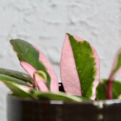 Hoya carnosa Flamingo Dream