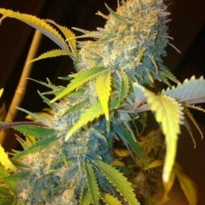 Phoenix Seeds Northern Lights Express AUTO semena neobsahují THC 5 ks