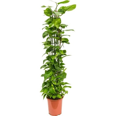 Scindapsus (Epipremnum) aureum Column 27x150 cm