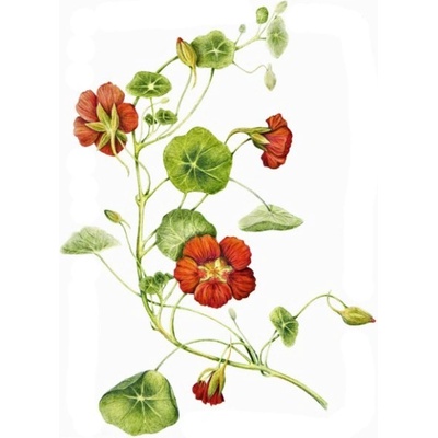 Milota Lichořeřišnice větší semeno 50 g – Zboží Dáma