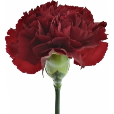 Karafiát ST ZURIGO 65cm