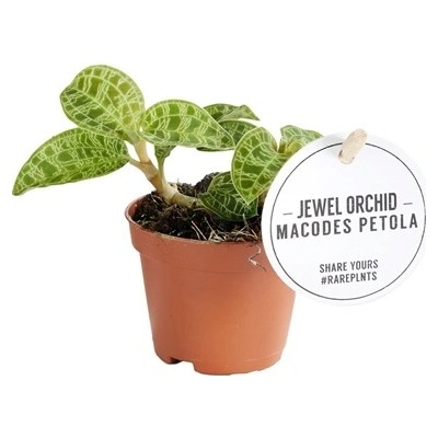 Gardners Macodes petola Jewel orchid, průměr 6 cm Orchidej
