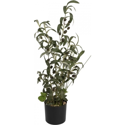 Olivovník s plody, 68 cm