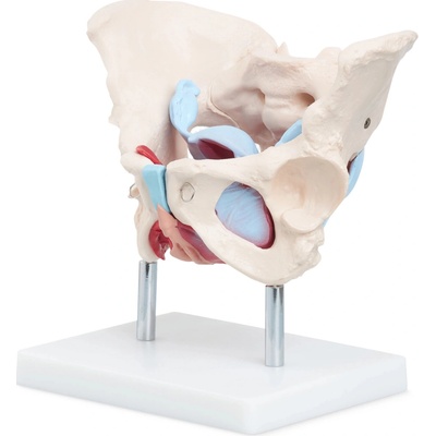 4FIZJO Anatomický model ľudskej panvy so svalmi a orgánmi