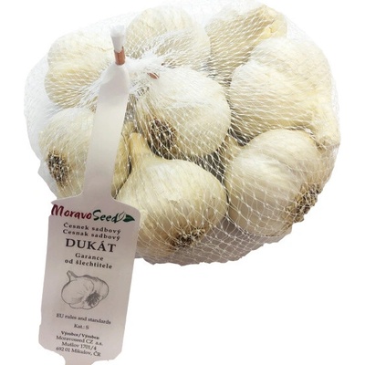 AgroBio Sadbový česnek Dukát 8 ks – Zboží Dáma