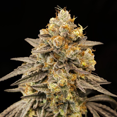 00 Seeds Bank Auto Biscotti Zkittlez semienka neobsahujú THC 3 ks