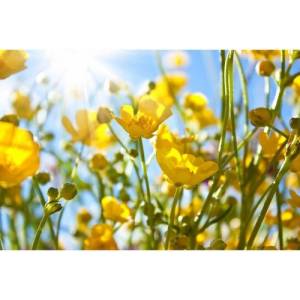 DIMEX ART Флизелинов фототапет жълти цветя 375 x 250 см