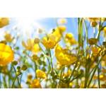 DIMEX ART Флизелинов фототапет жълти цветя 375 x 250 см
