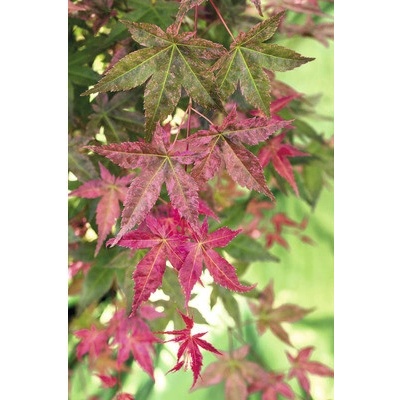 Javor dlanitolistý japonský Acer palmatum 'Beni Maiko' výška 30-40 cm kvetináč 3 l