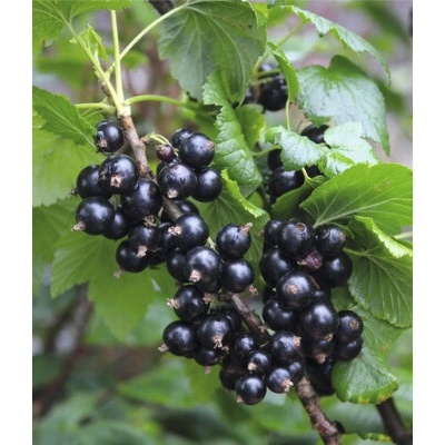 Ríbezľa čiena BIO Hof:Obst Ribes nigrum 'Ben Sarek' výška 30-40 cm kvetináč 15 cm