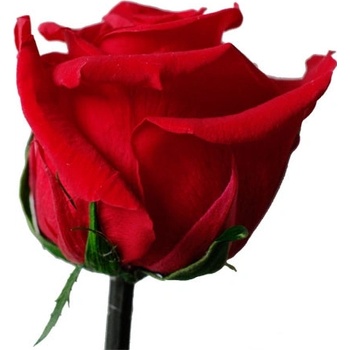Darčeková stabilizovaná ruža - červená