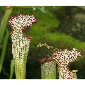 Špirlice bělolistá - semena - 12 ks - Sarracenia leucophylla