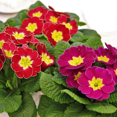 Prvosenka bezlodyžná směs - Primula vulgaris - semena prvosenky - 50 ks