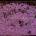 Mazzy Star - So Tonight That I Might See (Reissue) (LP) (0602557537574)