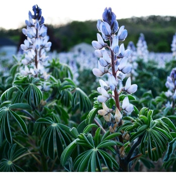 Lupina úzkolistá modrá - Lupinus angustifolia - semená - 20 ks