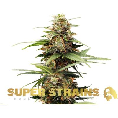 Super Strains Hermana De La Noche semena neobsahují THC 10 ks