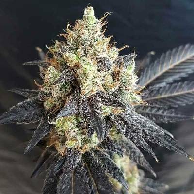 Freedom Of Seeds Mighty Grape semena neobsahují THC 3 ks