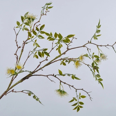 Plamének - clematis větev zlutý 109 cm