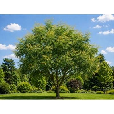 Jaseňovec metlinatý (Koelreuteria paniculata) – výška 80-90 cm, kont. C5L