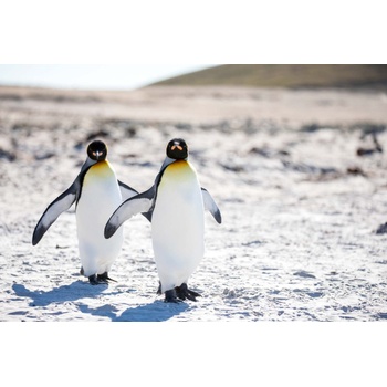 DIMEX ART s. r. o Флизелинов фототапет пингвини в антарктида 375 x 250 см