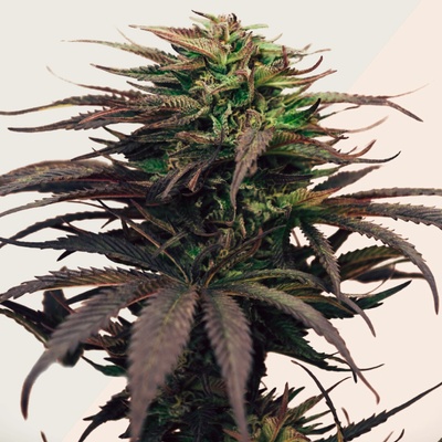 Kera Seeds Girl Scout Cookies semienka neobsahujú THC 1 ks