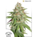 Dutch Passion Glueberry O.G. semena neobsahují THC 10 ks