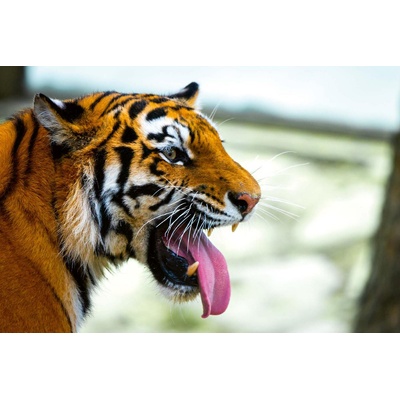 DIMEX ART Флизелинов фототапет усурийски тигър 375 x 250 см