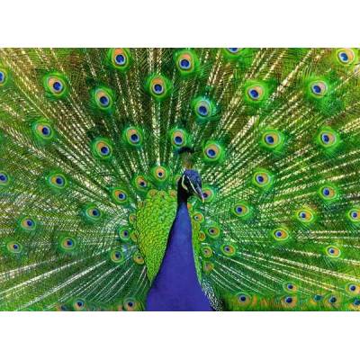 Ravensburger - Puzzle Peacock - 500 piese