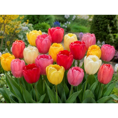 Tulipán Darwin Hybrid Mix 40 ks v balení