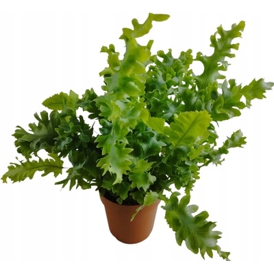 Kapradina Phlebodium aureum Davana 12Ø 35 cm
