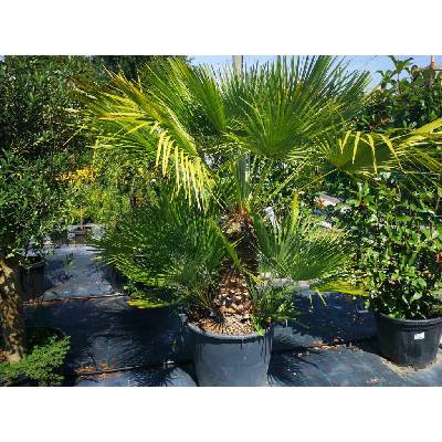 Chamaerops humilis 140-160cm, kont. 90 l