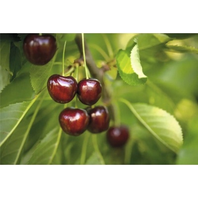 Čerešňa polokmeň FloraSelf Prunus avium 'Regina' celková výška 120-150 cm kvetináč 7,5 l