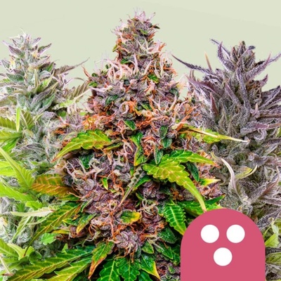 Royal Queen Seeds Feminizovaný Mix semena neobsahují THC 5 ks