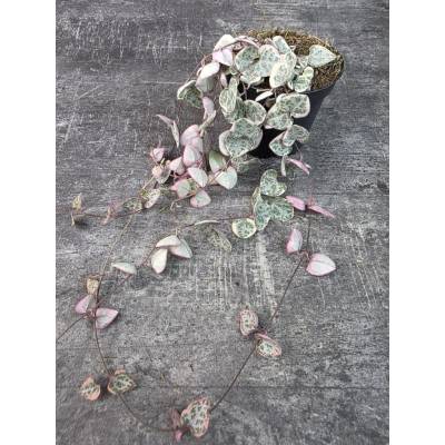 Ceropegia Woodii variegata 8 cm