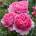 David Austin® Роза Princess Alexandra of Kent® - David Austin®