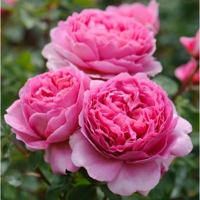 David Austin® Роза Princess Alexandra of Kent® - David Austin®