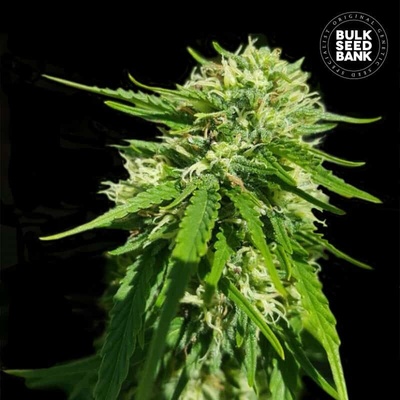 Bulk Seed Bank CBD Good Wild Shark semienka neobsahujú THC 100 ks