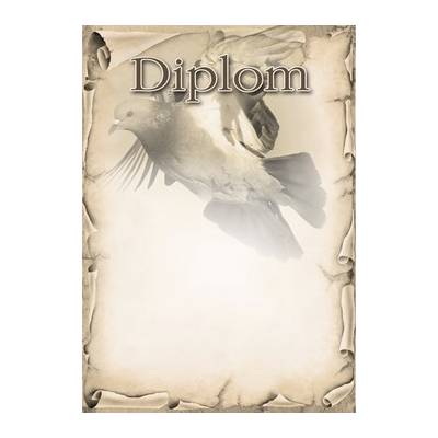 diplom 41