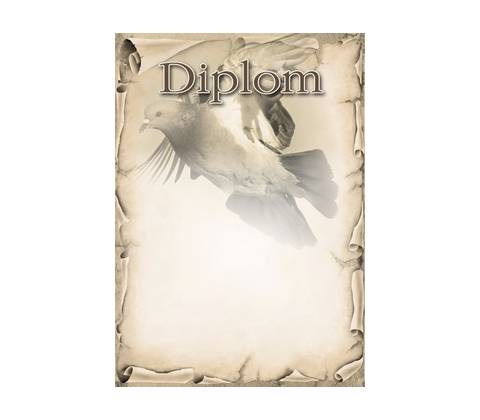 diplom 41