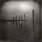 Om - Conference Of The Birds (CD) (0781484097228)