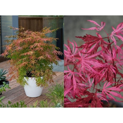 Javor dlaňovitolistý Extravaganza, výška 30-50 cm, kvetináč 19 cm