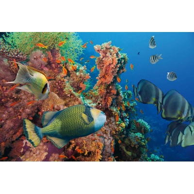 DIMEX ART Флизелинов фототапет подводен свят 375 x 250 см