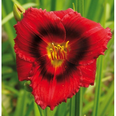 Denivka SILOAM SHOW GIRL - hemerocallis