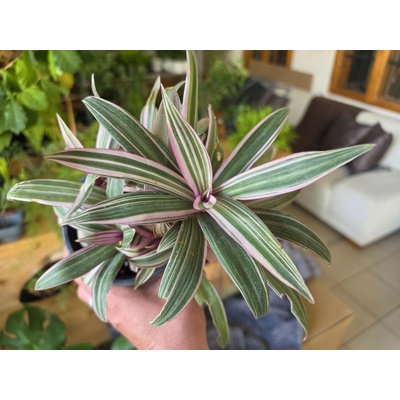 PlantBros flower Tradescantia tulcovitá