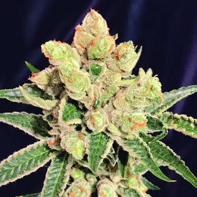 The Kush Brothers Seeds Banana Sherbet semienka neobsahujú THC 10 ks
