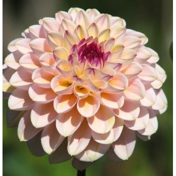 Луковица на декоративна Далия (Dahlia), тип "помпон", сорт "Ferncliff Illusion" - 1 бр (711900.1)