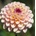 Луковица на декоративна Далия (Dahlia), тип "помпон", сорт "Ferncliff Illusion" - 1 бр (711900.1)