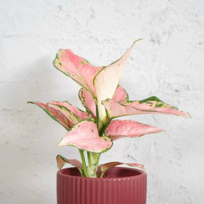 Aglaonema Pinky Promise
